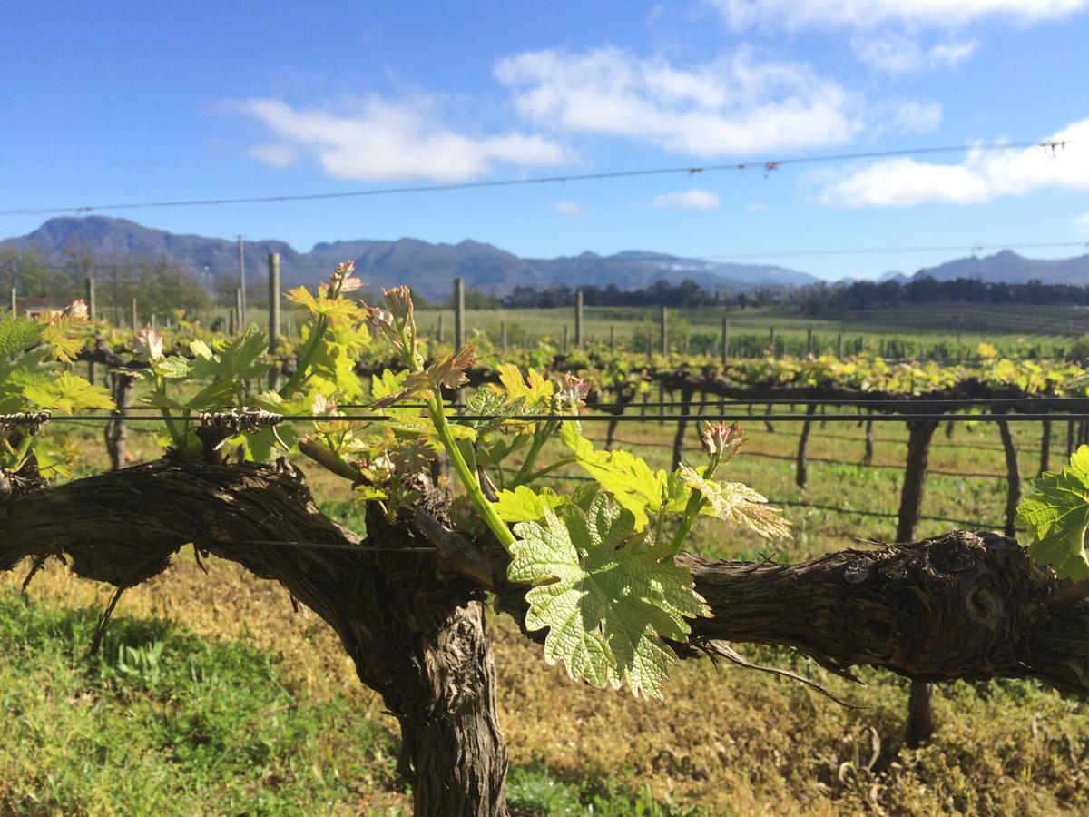 Belfield Wines And Farm Cottages Grabouw Eksteriør bilde