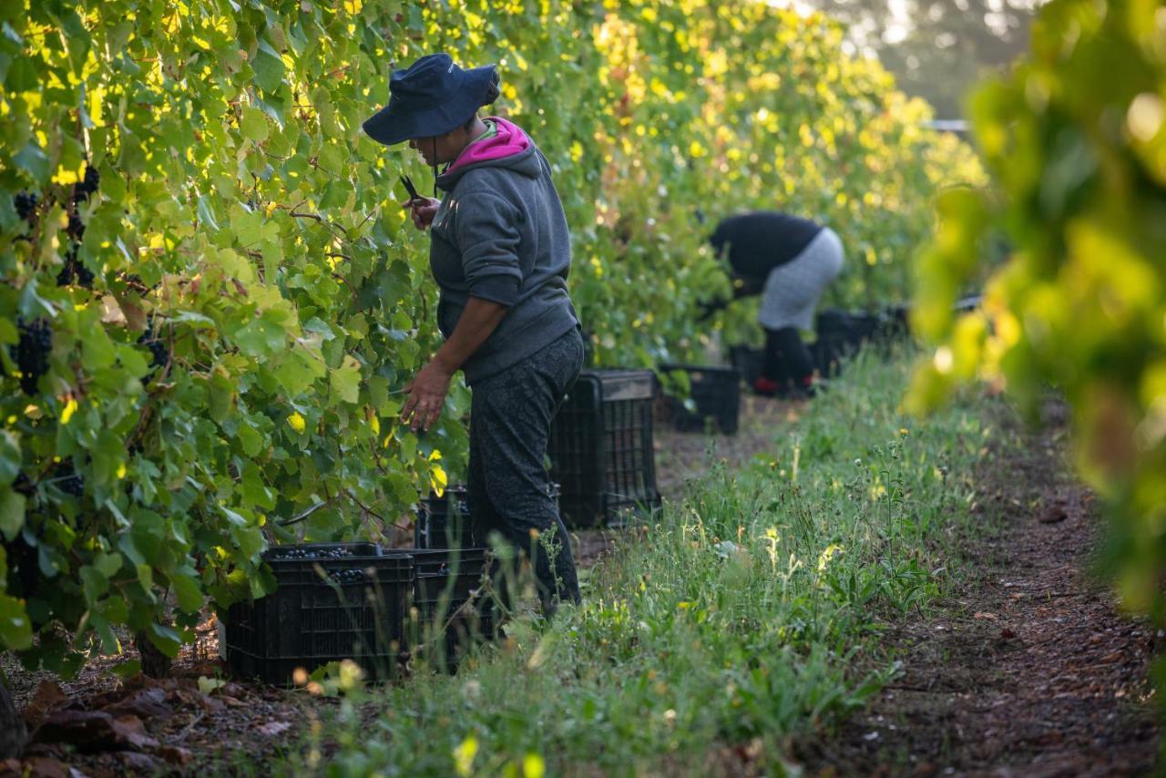 Belfield Wines And Farm Cottages Grabouw Eksteriør bilde